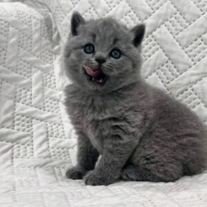 British short hair kitten