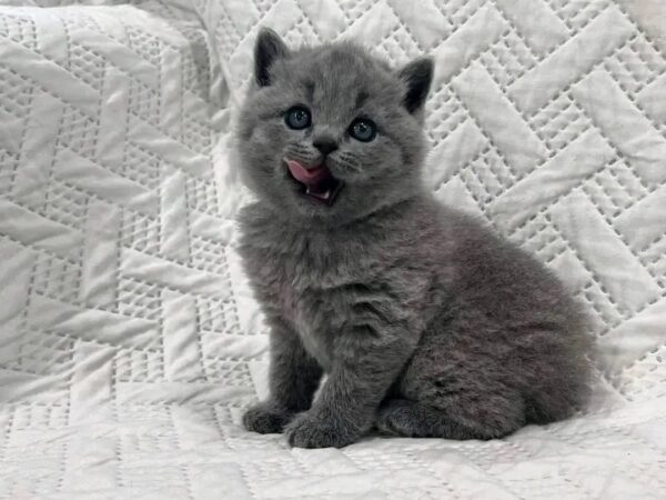 British short hair kitten