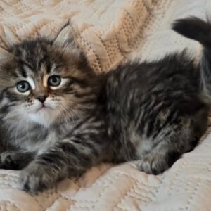 Siberian Kitten