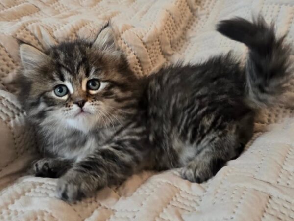 Siberian Kitten