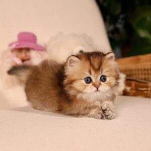 Munchkin Kitten