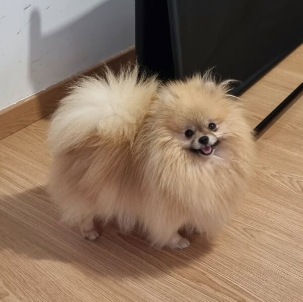 Pomeranian Puppy