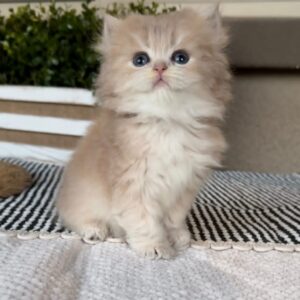 Persian Kitten