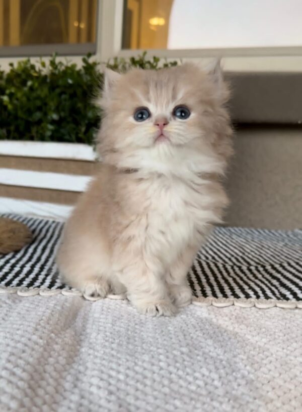 Persian Kitten