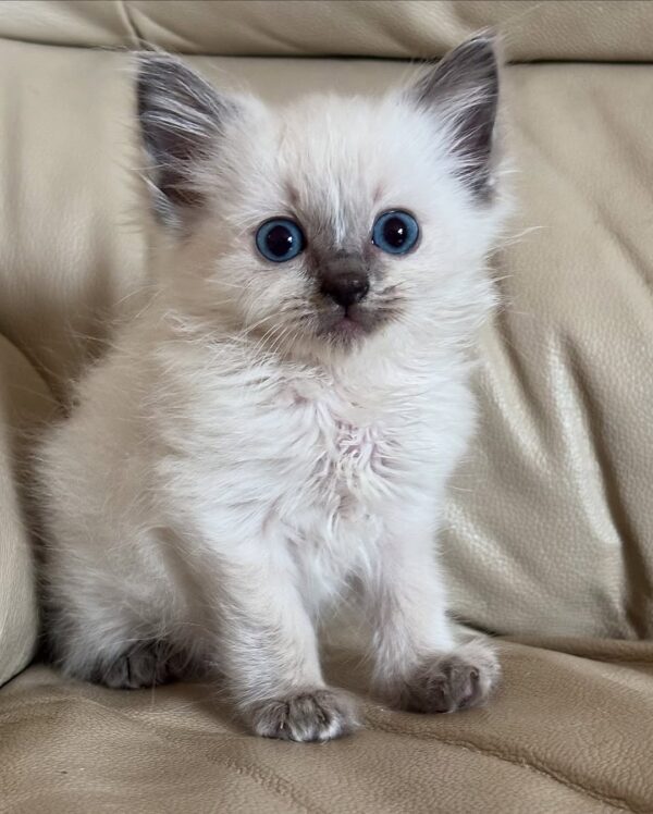 Ragdoll Kitten