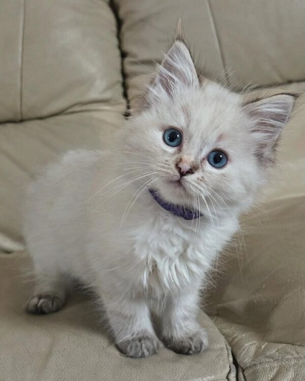 Ragdoll Kitten - Image 2
