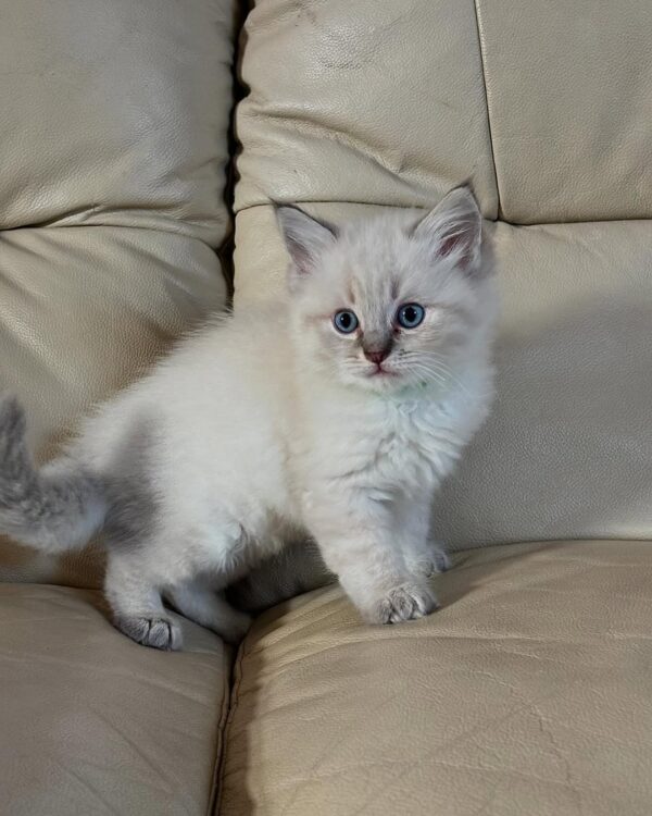 Ragdoll Kitten - Image 3