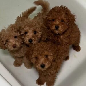 TOY Poodle Puppy