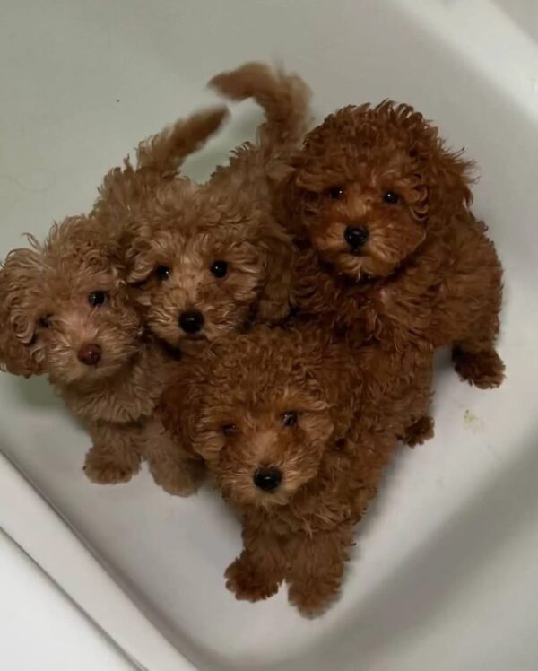 TOY Poodle Puppy