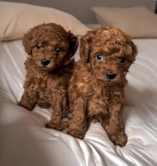 TOY Poodle Puppy - Image 2