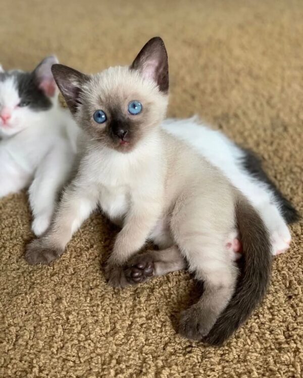 Saimese Kitten - Image 2