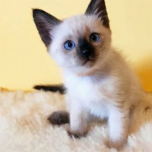 Saimese Kitten