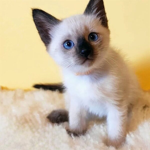Saimese Kitten