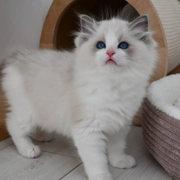 Ragdoll Kitten - Image 5