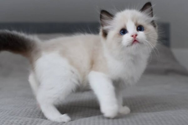 Ragdoll Kitten - Image 4